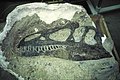 Fossiel van schedel van Allosaurus