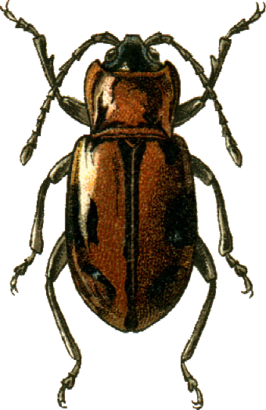 Ancylopus melanocephalus