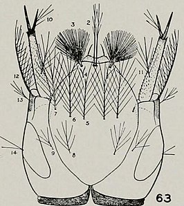 Anopheles walkeri