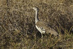 Australian Bustard - Kingfisher Park - Queensland.jpg