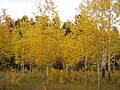 Image 10Autumn in the Bighorn Mountains (from Wyoming)