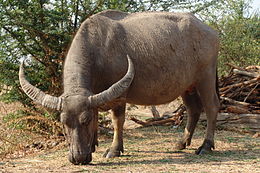 Azijinis buivolas (Bubalus bubalis)