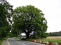 Die Prediger-Linde an der Glandorfer Straße