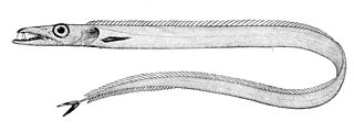 Benthodesmus simonyi