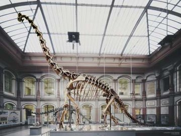 Giraffatitan.