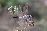 Miniatura per Selysiothemis nigra