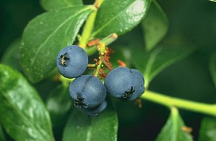 Storfrugtet blåbær (Vaccinium corymbosum) med modne og umodne bær.