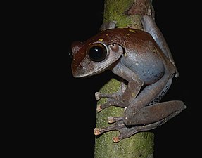 Boophis sp.