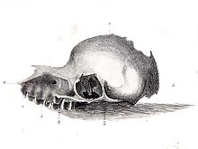 Apparent Bunyip skull
