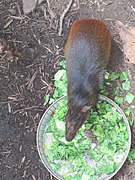 Red-rumped agouti