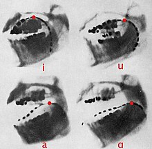 X-ray photos show the sounds [i, u, a, a]
. Cardinal vowels-Jones x-ray.jpg