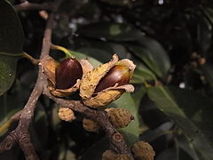 Castanopsis acorns.