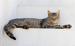 Male tabby cat