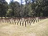 Central State Hospital Cemeteries