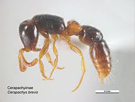 Cerapachys brevis