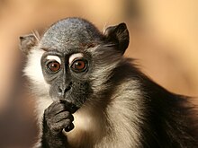 Young cherry-crowned mangabey