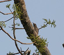 Female at Jayanti in Buxa Tiger Reserve in Jalpaiguri district of West Bengal, India.