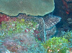 Moray Eels are known locally as Congers, the name the early settlers used for the familiar cold water marine eels.