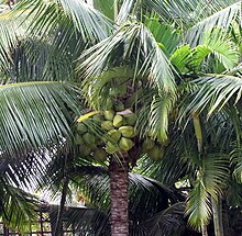 Coconuts at Na ʻAina Kai.jpg