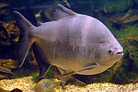 O tambaqui é um peixe de grande porte da bacia do rio Amazonas, amplamente consumido pela população local em diversas receitas, como em caldeirada ou assado. Sua carne é muito saborosa.[18]