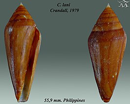 Conus lani