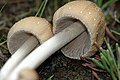 Блискітки на поверхні гриба