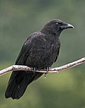 Miniatura para Corvus caurinus