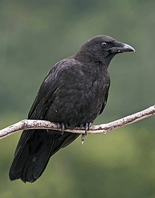 Corvus caurinus (профиль) .jpg
