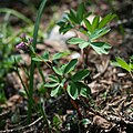 Mittlerer Lerchensporn (Corydalis intermedia)