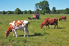 Three white and brown cows grazing in field