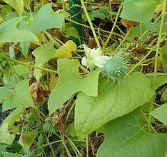 Description de l'image Cyclanthera explodens Cyclanthera brachystachya HabitusFlowerFruits BotGardBln0906b.jpg.