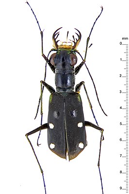 Cylindera hammondi