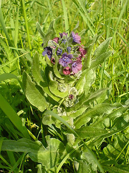 Vaistinė šunlielė (Cynoglossum officinale)