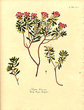 Miniatura para Daphne cneorum