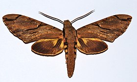 A mariposa X. morgani tornou-se conhecida após Charles Darwin predizer sua existência em Madagáscar, mediante o exame do nectário da orquídea Angraecum sesquipedale, endêmica desta ilha.[1]