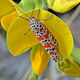 Fotografia de U. ornatrix em uma flor de Crotalaria, a planta-alimento de suas lagartas.