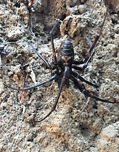 Description de l'image Dolloff Cave Spider.jpg.