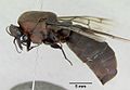 Кочевой муравей Dorylus nigricans, самец