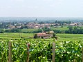 Vigne au printemps à Romanèche-Thorins.