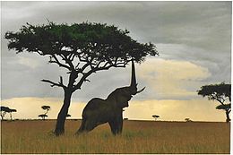 Kenya'da yapraklara ulaşmaya çalışan bir fil