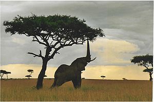 Một con voi chu Phi (Savannah) đang ko l để ăn, ở Kenya