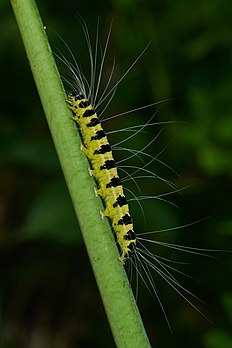 Lagarta de Eligma narcissus, uma mariposa da família Nolidae encontrada nos trópicos e subtrópicos orientais da China, Índia, Sri Lanka e Java. (definição 2 955 × 4 432)