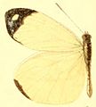 E. l. psamanthe male