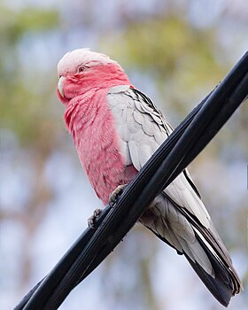 Ženka ružičastog kakadua (Eolophus roseicapilla albiceps) u Tasmaniji (Australija)