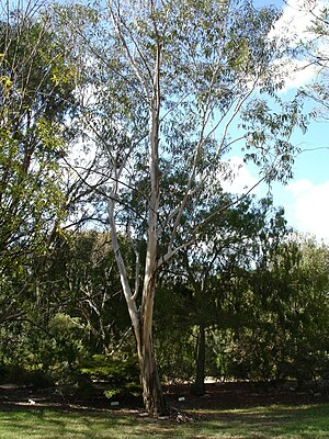 Eucalyptus megacarpa, Melburno