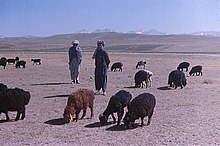 Жирнохвостые овцы в Афганистане