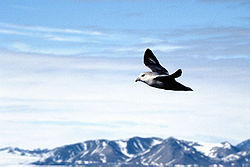 Flyvende mallemuk ved Spetsbergen