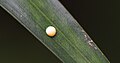 Egg of the giant redeye butterfly