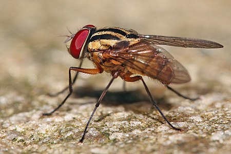 Graphomya eustolia, by Muhammad Mahdi Karim