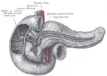 Miniatura para Conducto pancreático